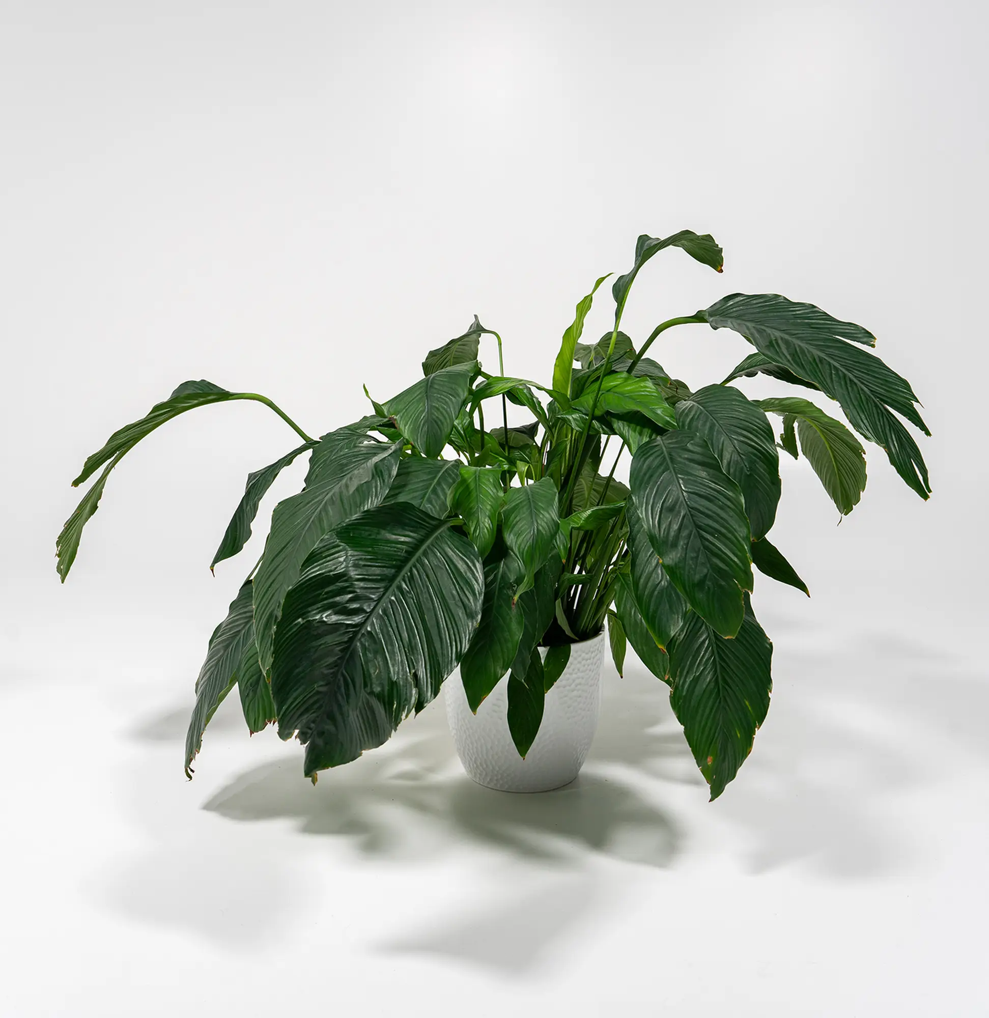 StudioDarmstadt dekorative Pflanze