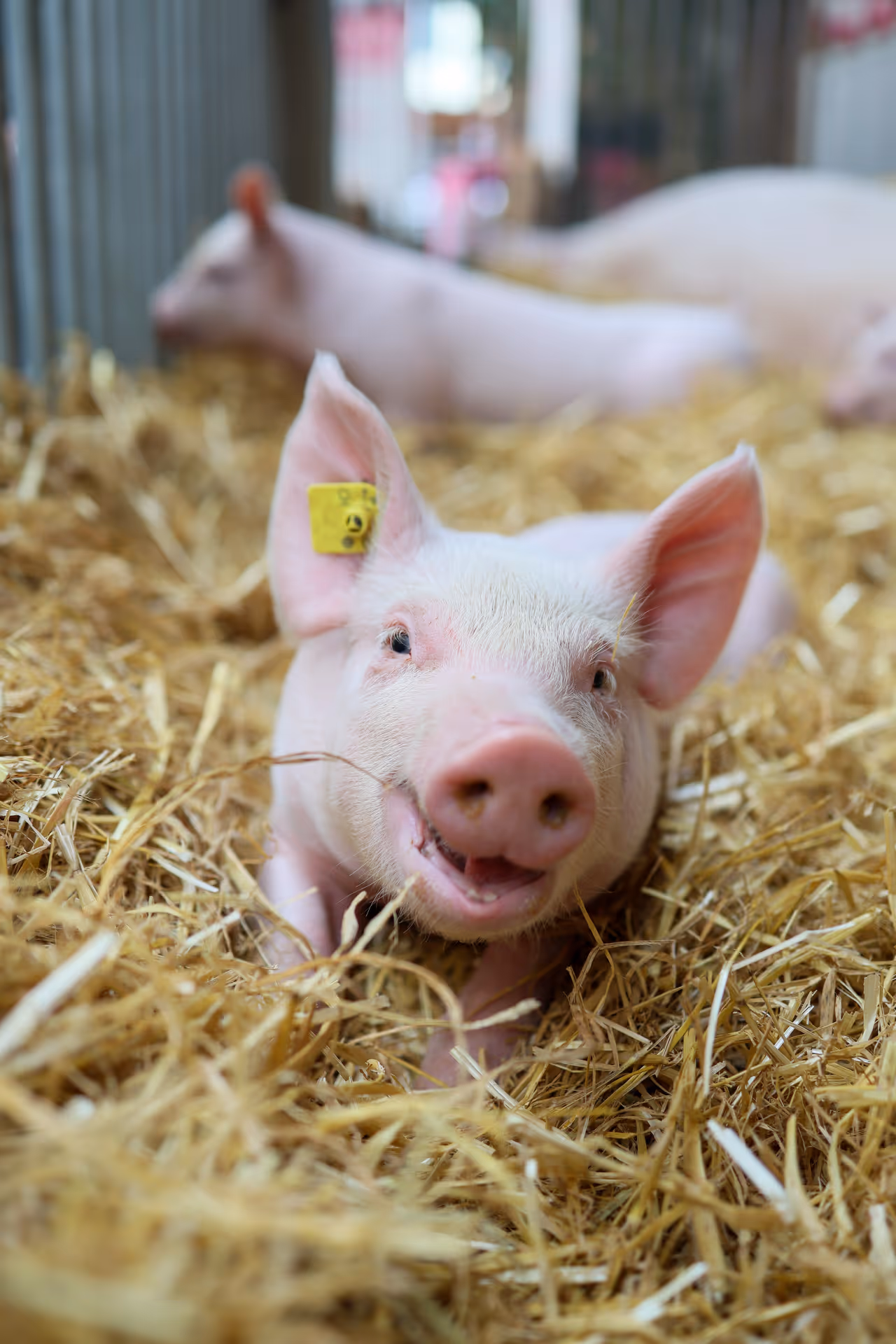 Ein lächelndes Ferkel mit einem gelben Ohranhänger liegt auf Stroh, im Hintergrund sind weitere Schweine unscharf zu sehen.