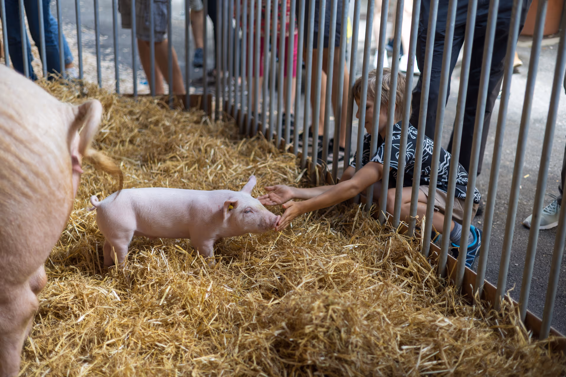 Ein Junge streckt seine Hände durch ein Gitter, um mit einem kleinen rosa Ferkel im Stroh zu interagieren.