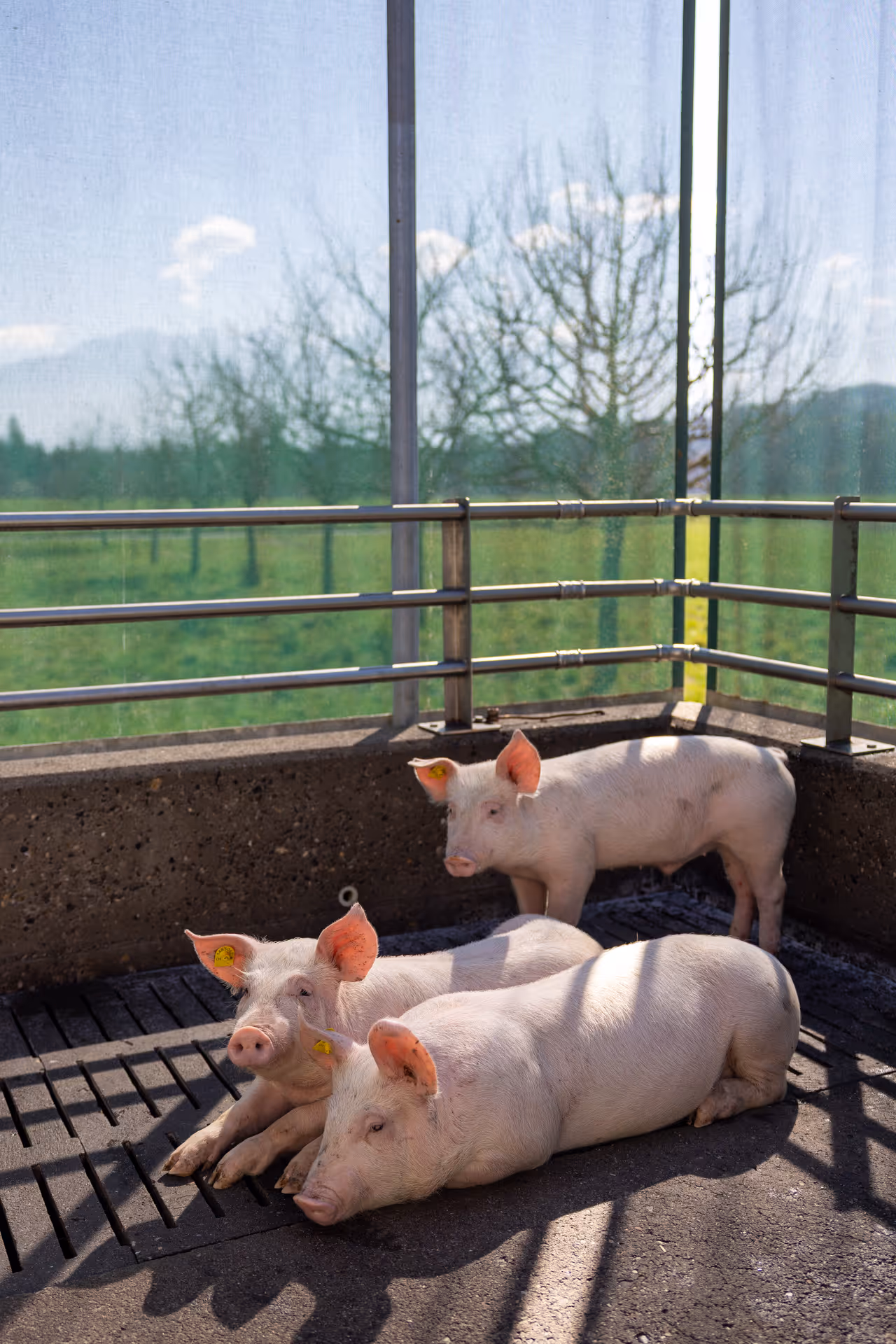 Drei weiße Ferkel liegen und stehen auf einem Betonboden in einem eingezäunten Bereich mit grünem Hintergrund.