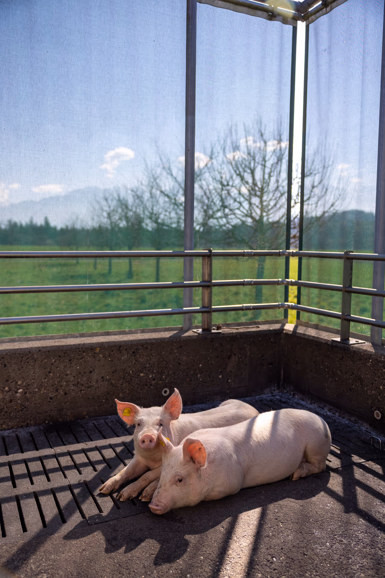 Zwei liegende Schweine in einem hellen, umzäunten Stall mit Ausblick auf grüne Wiesen und Bäume.