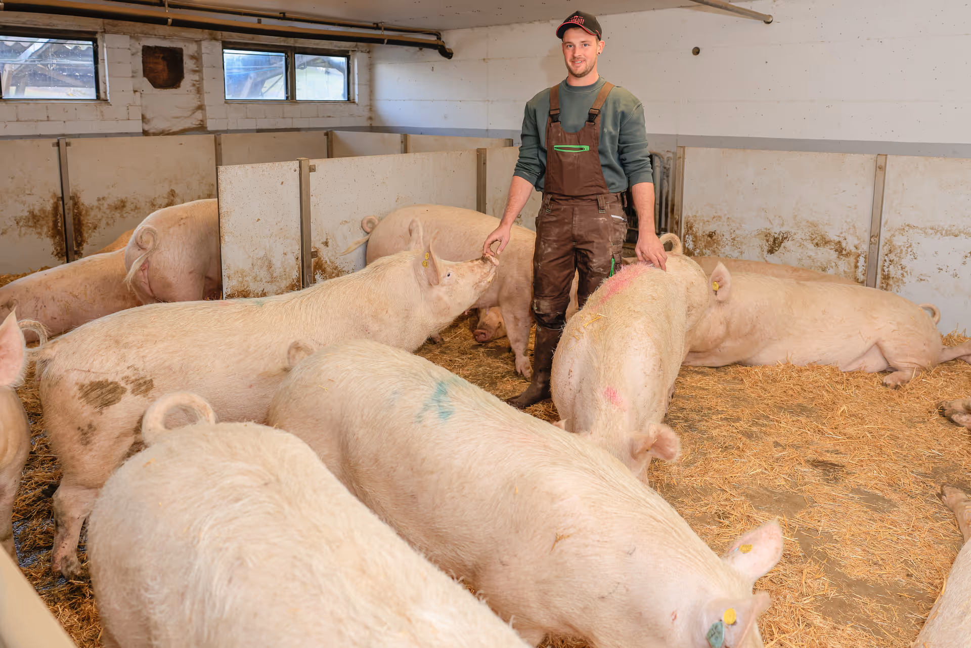 Landwirt in Arbeitskleidung steht in einem Schweinestall und streichelt mehrere Schweine.