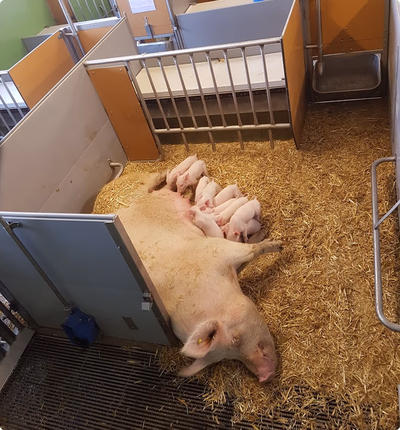 Eine Sau liegt in einem Strohstall und säugt mehrere Ferkel.