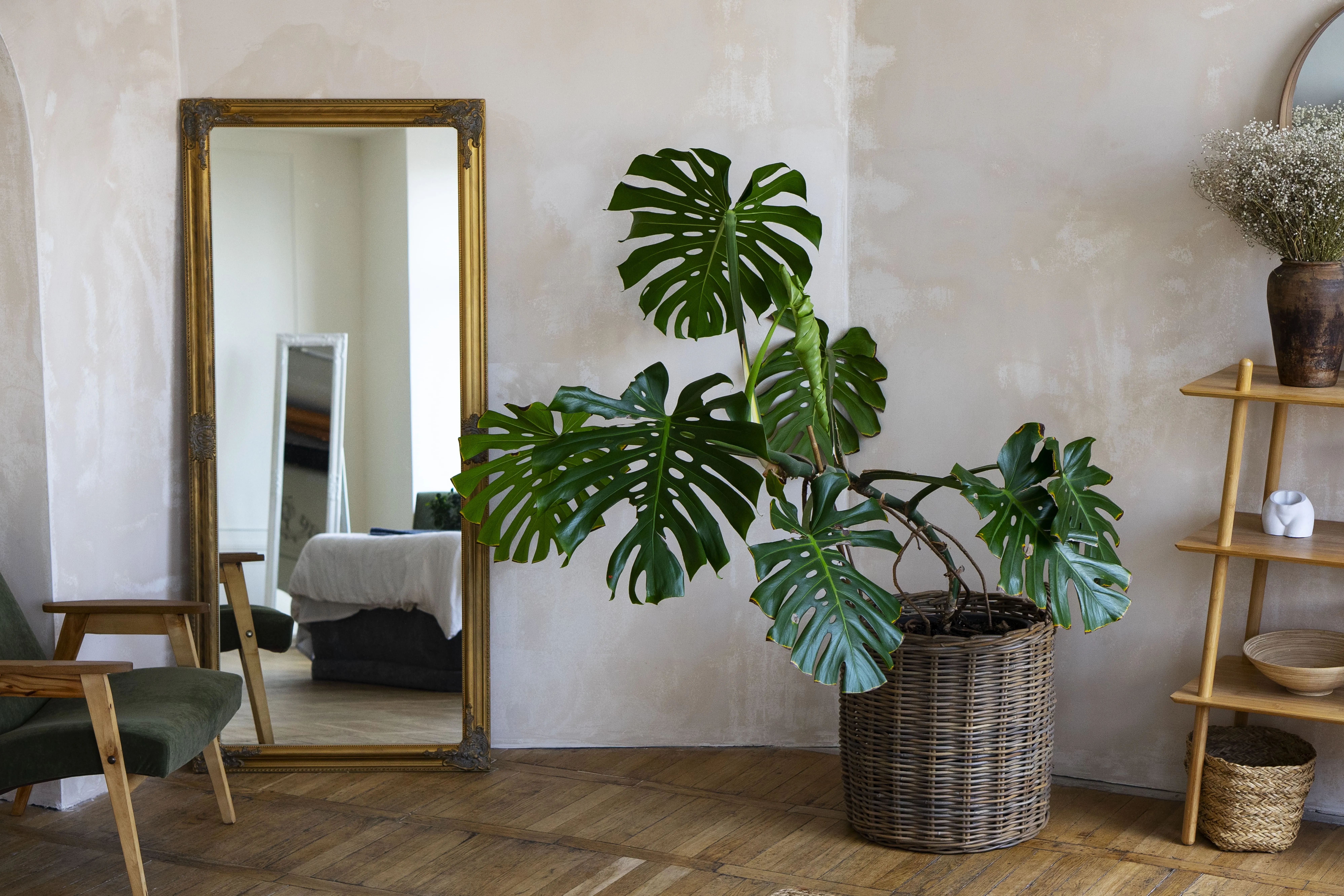 Large monstera plant in woven basket beside tall gold-framed mirror reflecting part of a bedroom.
