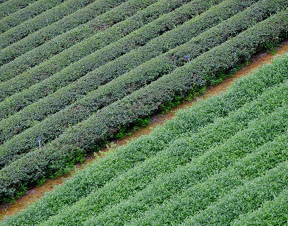 Projects Details Image