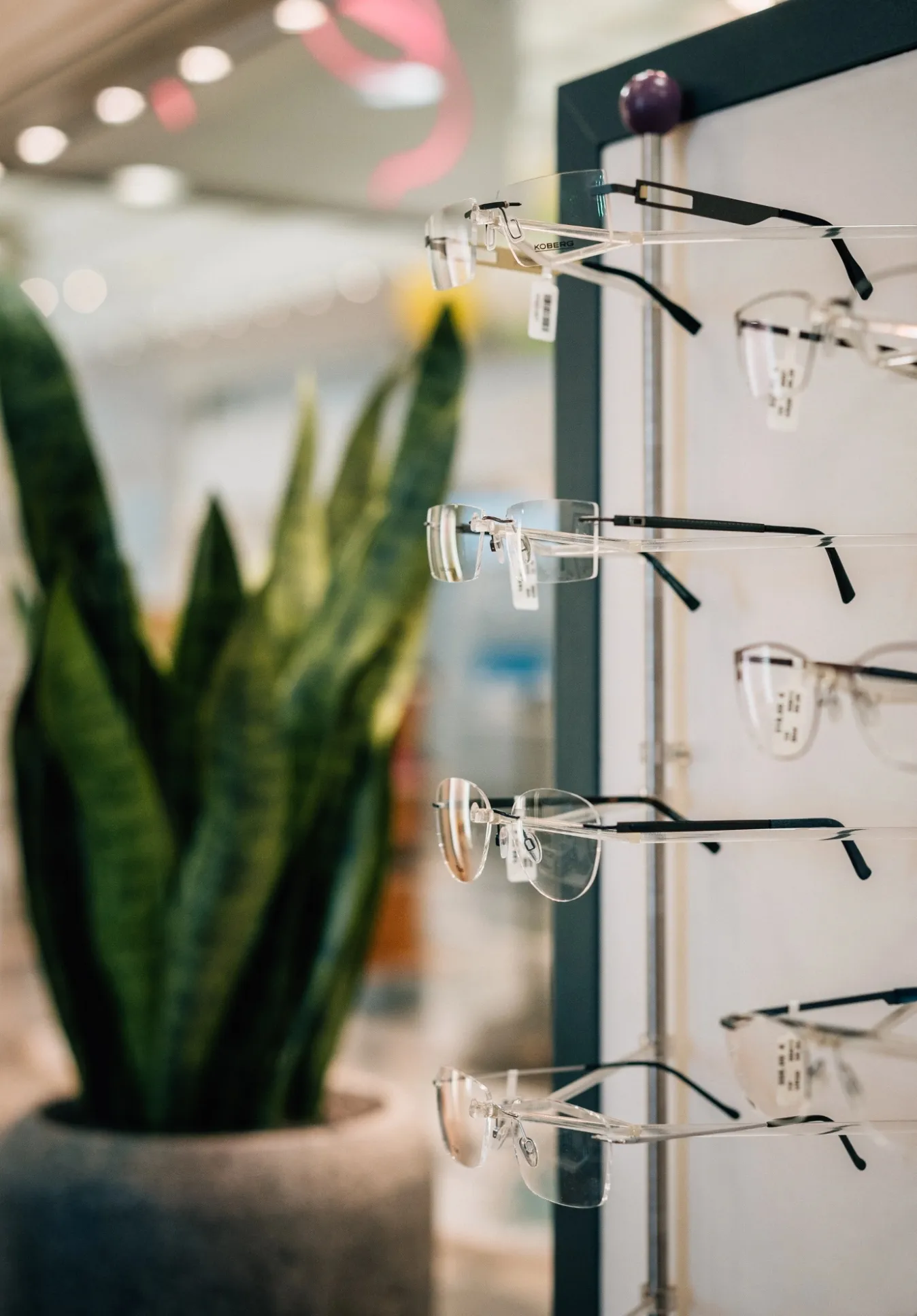 Brillengestelle mit Markenlogo an einem Ausstellungsständer in einem Laden, unscharfer Hintergrund mit grüner Pflanze.