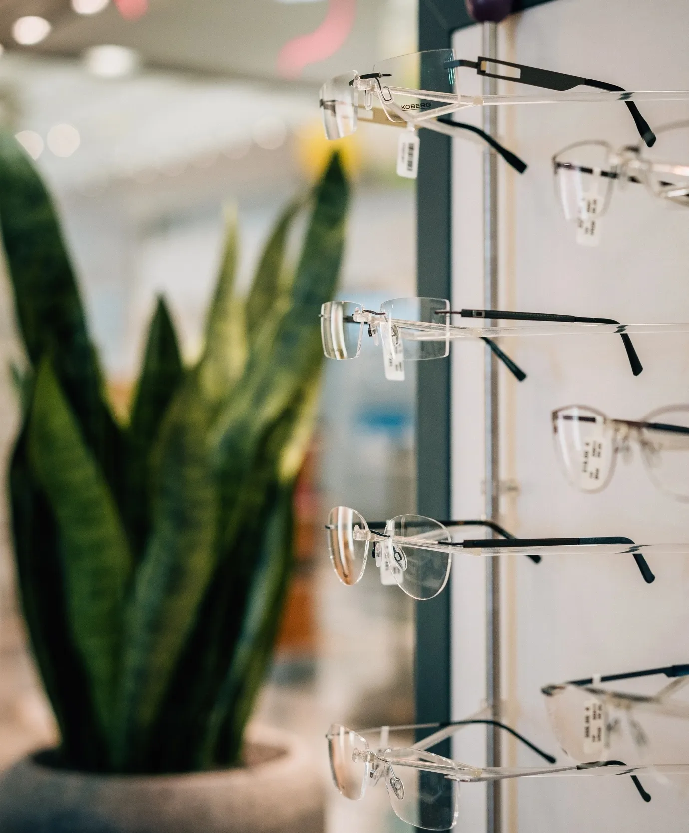 Mehrere randlose Brillen mit schwarzen Bügeln sind auf einem Display in einem Geschäft aufgehängt, vor unscharfem Hintergrund mit großer Zimmerpflanze.