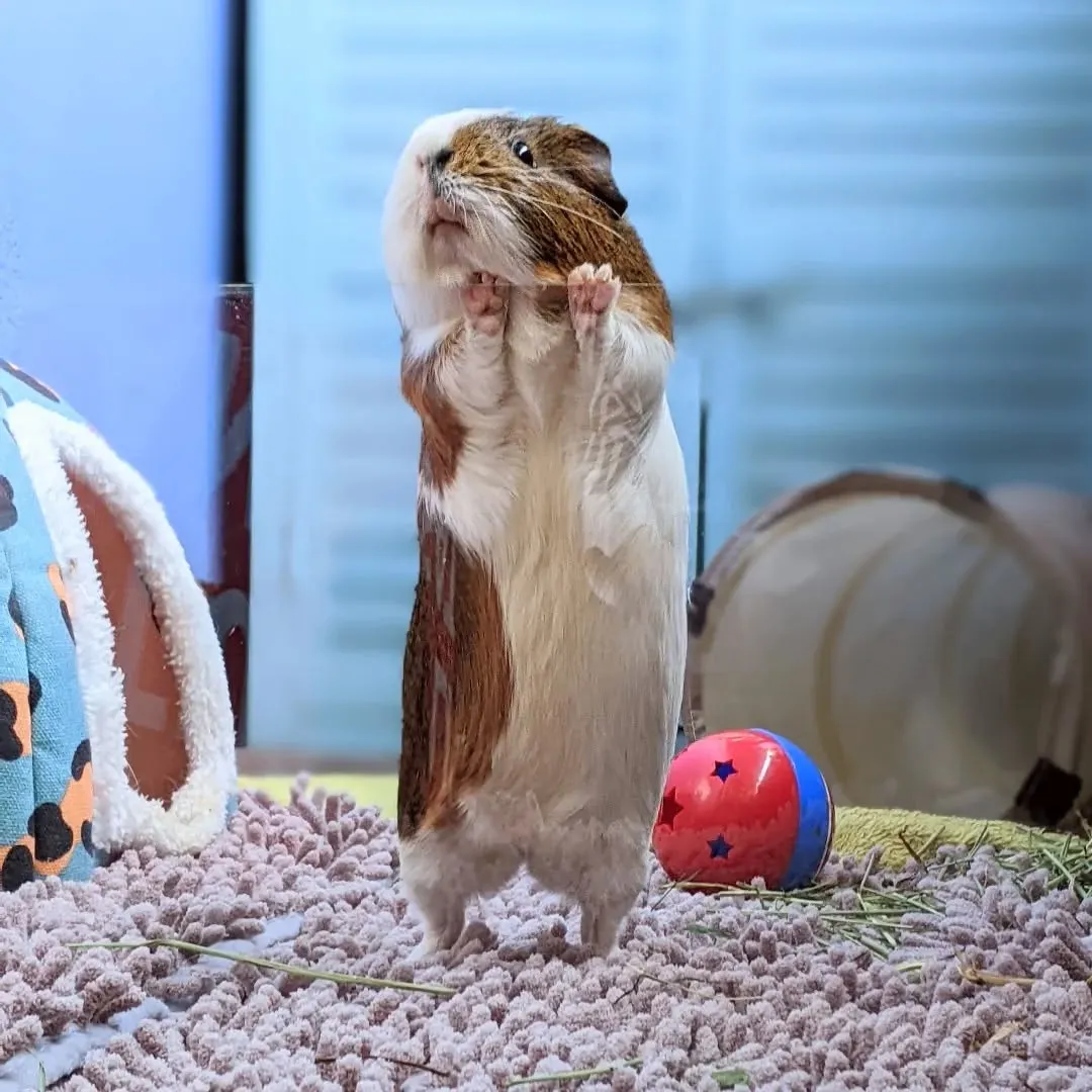 Brown and white guinea pig standing on its hind legs against a glass wall inside its enclosure with toys and bedding.