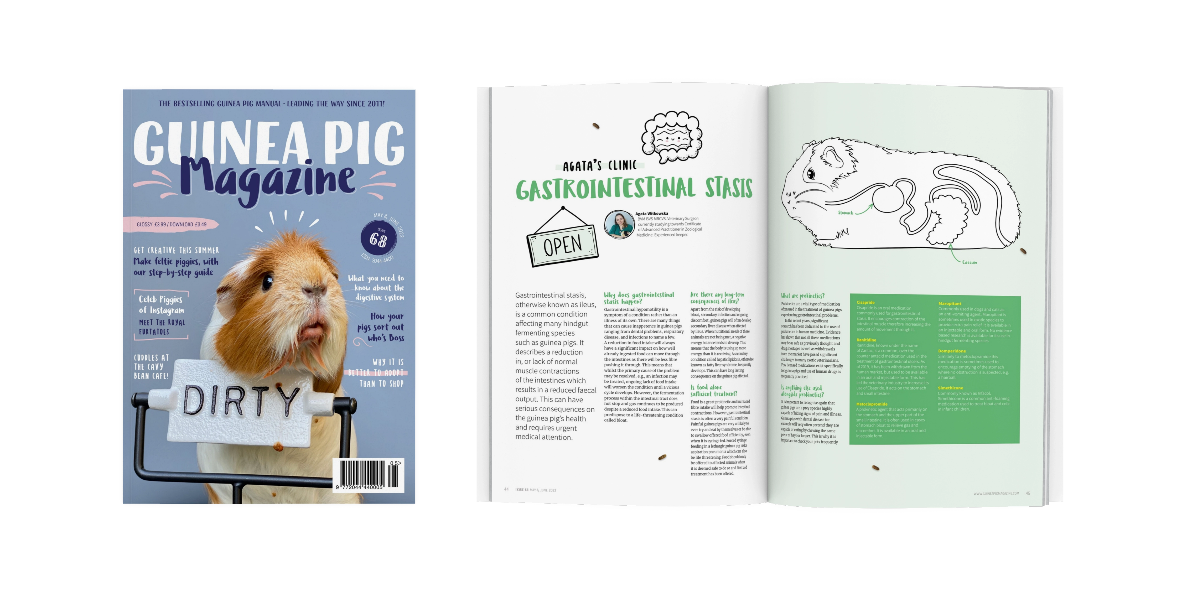 Cover of Guinea Pig Magazine featuring a guinea pig behind a sign and an open magazine spread about gastrointestinal stasis in guinea pigs with illustrations and text.
