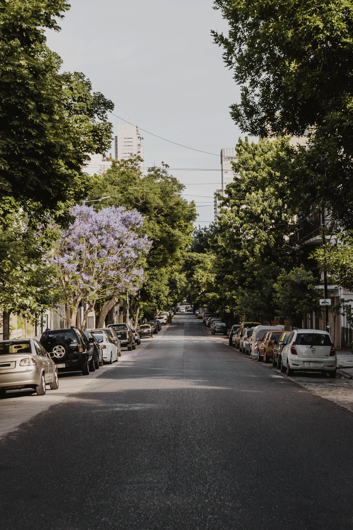 Empty city street lined with parked cars and green trees, including one with purple flowers, under a clear sky.