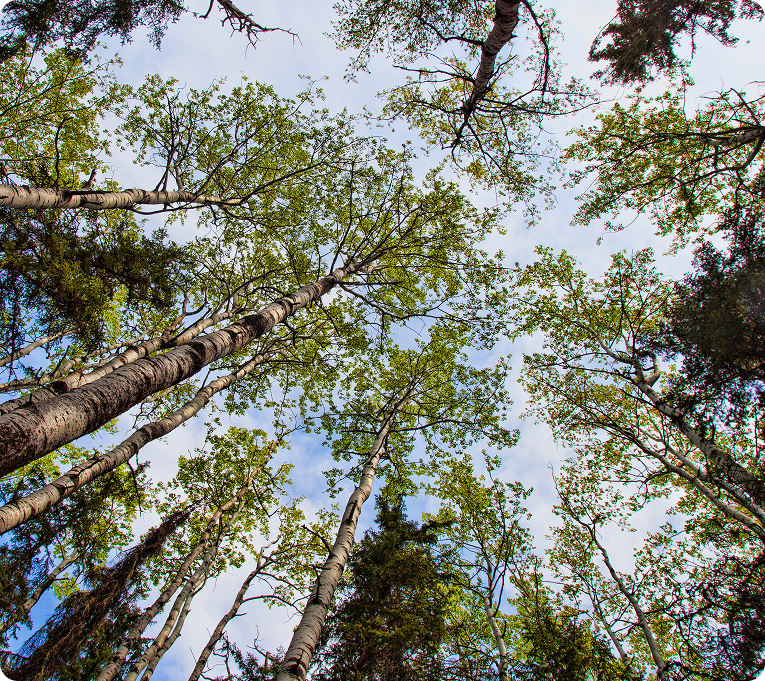 Upward view of tall trees in a forest, with green leaves forming a canopy against the sky.