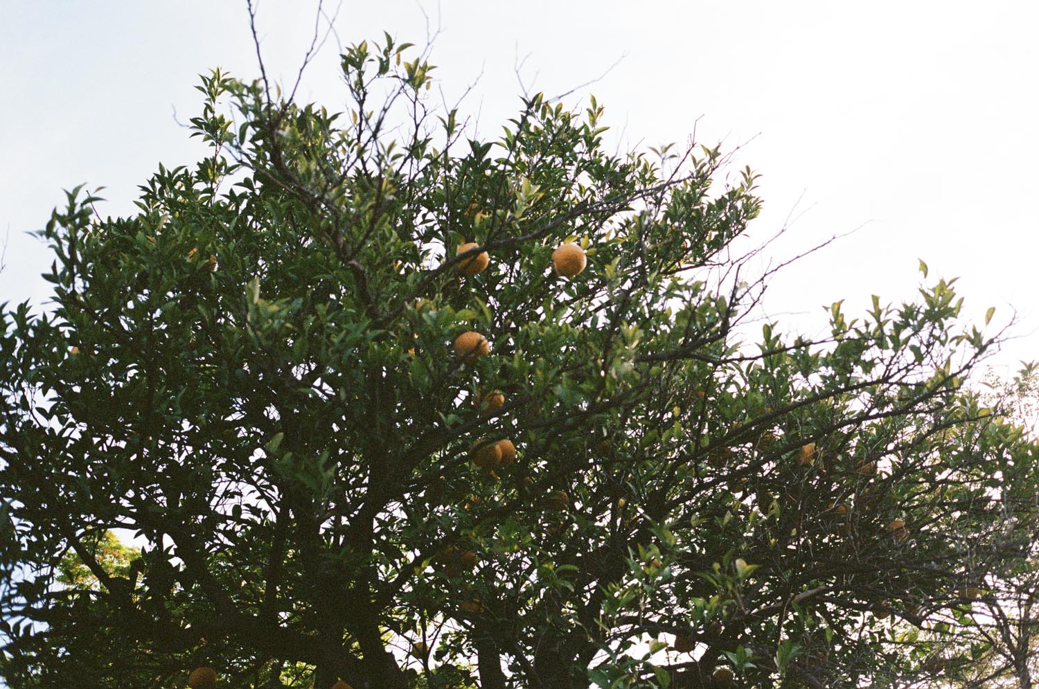 orange tree with green leaves against sky