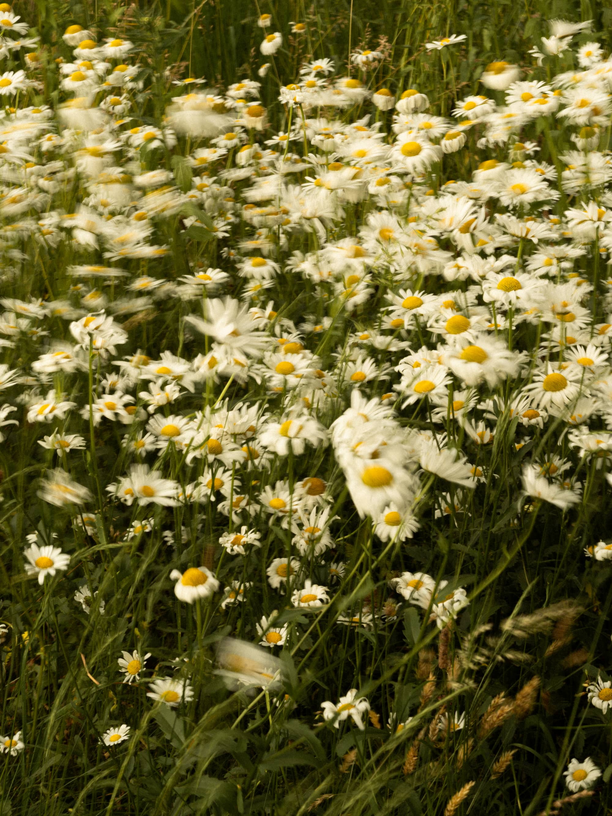 wildflowers field in soft natural light