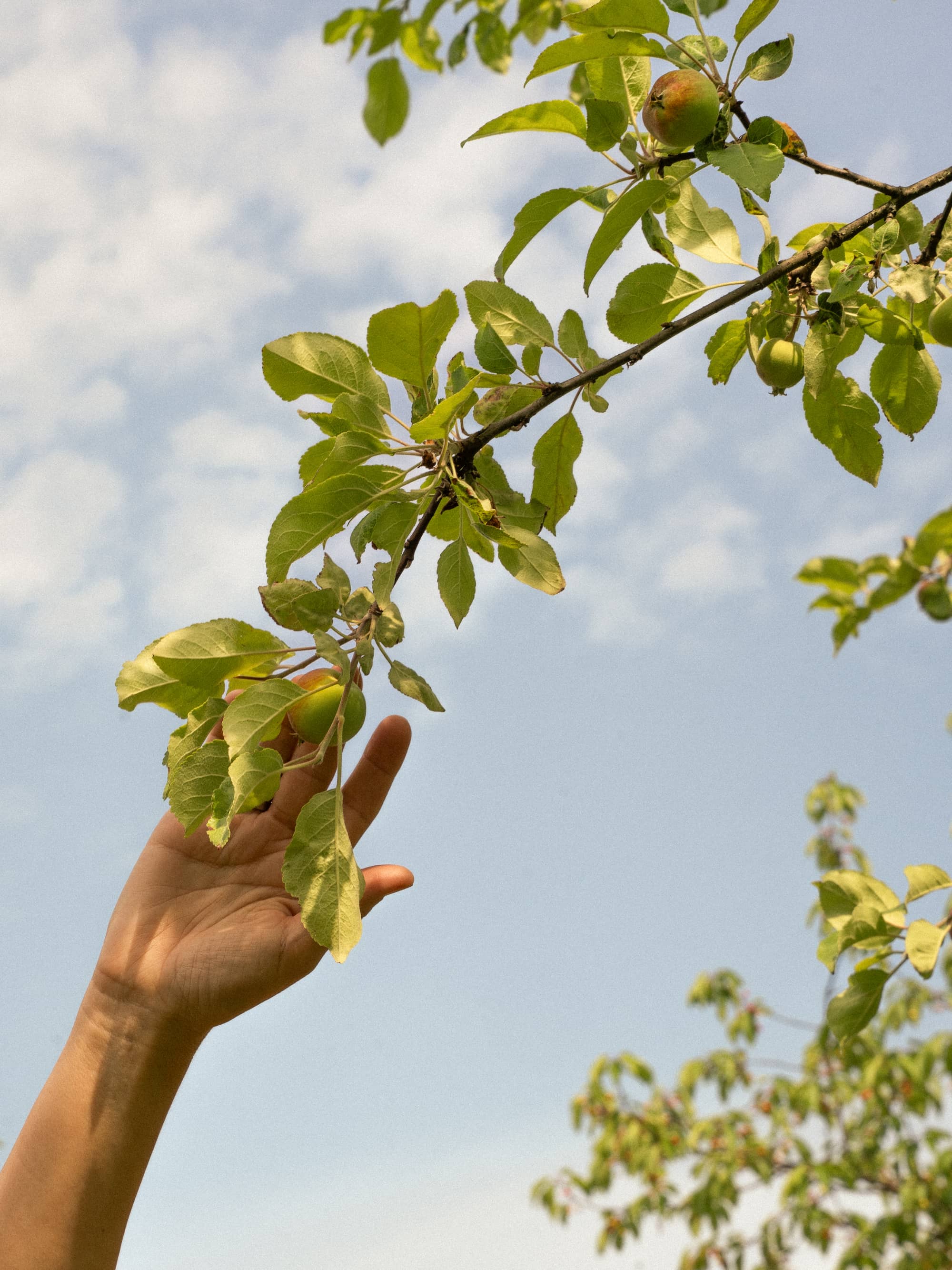 hand holding green leaves against bright sky