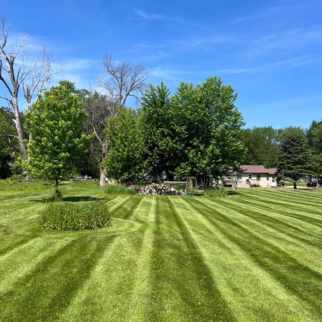 Freshly mowed lawn stripes by Yellow Birch Landscaping