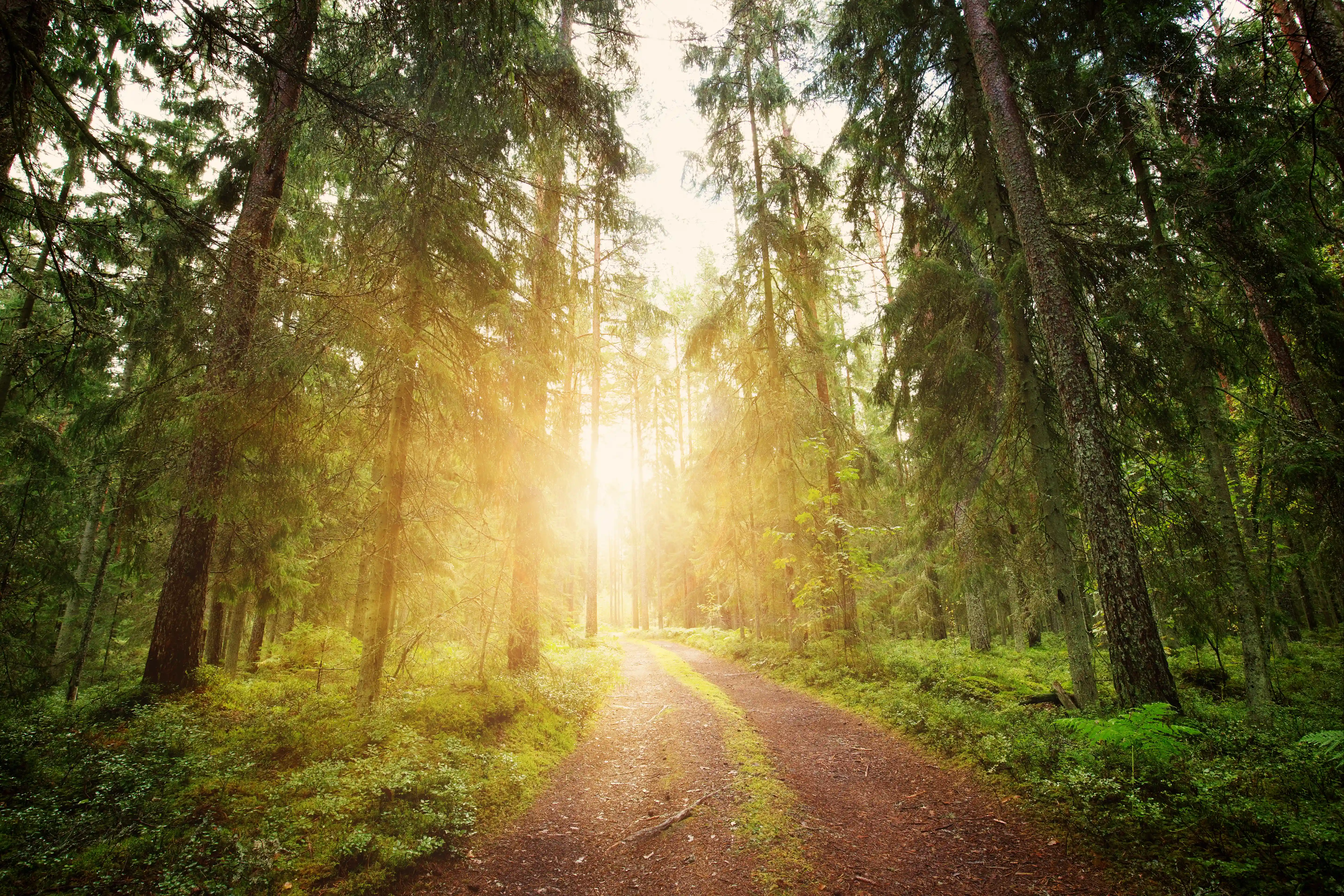 forest path lined with trees