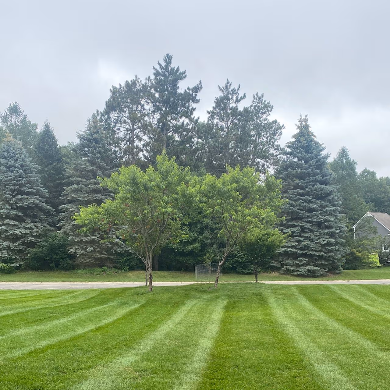 freshly mowed lawn with clean lines by SchopScape Lawn and Landscape