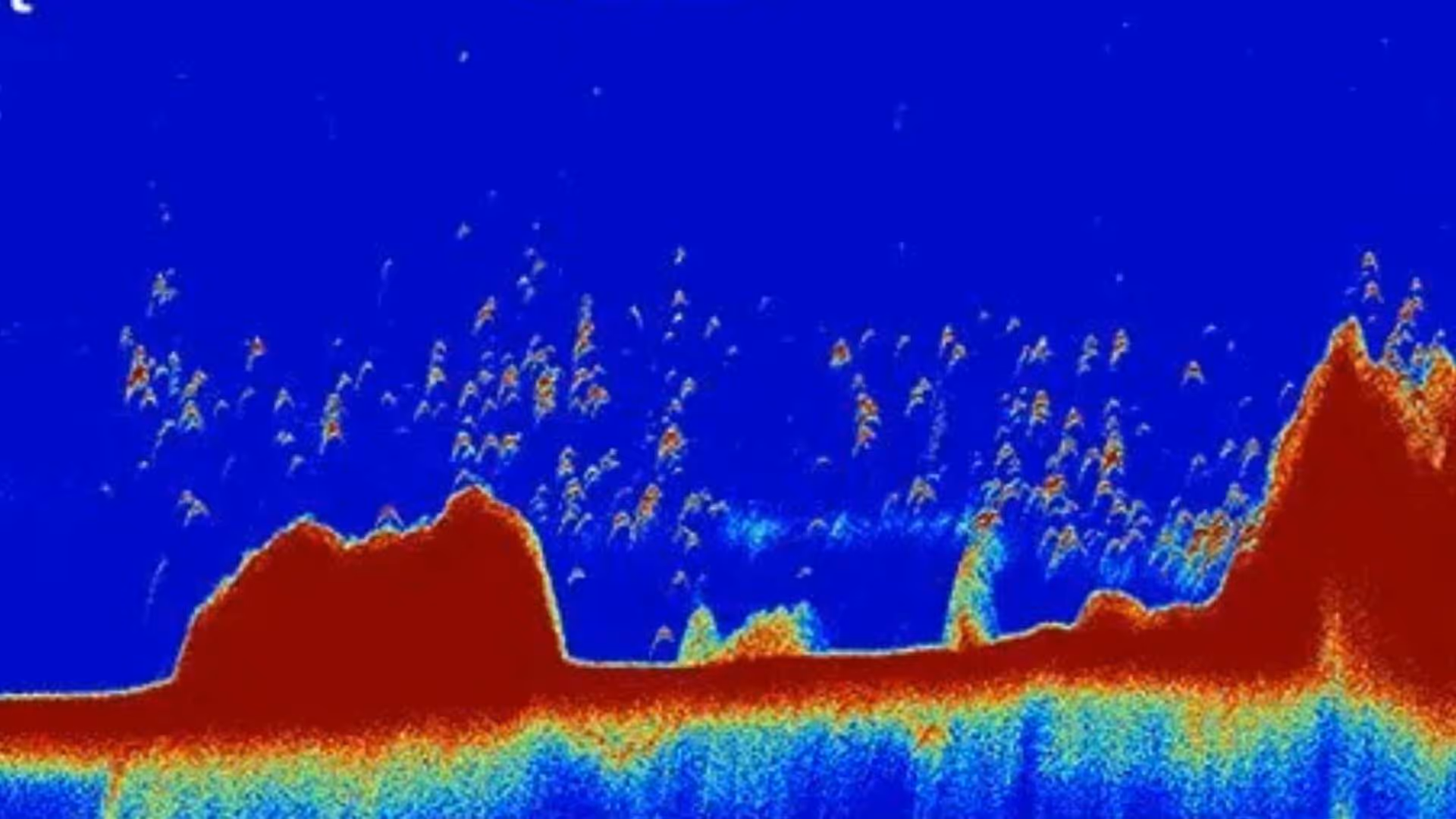 Colorful sonar fish finder display showing underwater terrain and scattered fish arches above the seafloor.
