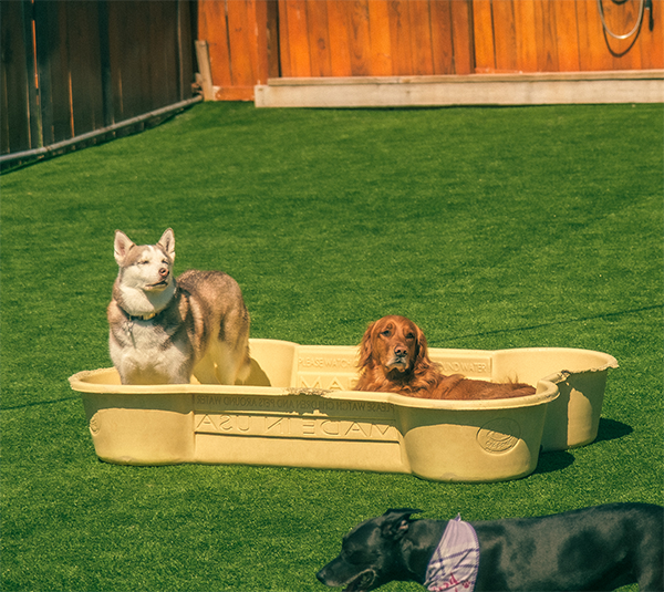 A husky and a golden retriever socializing outside in a plastic kiddie pool.  