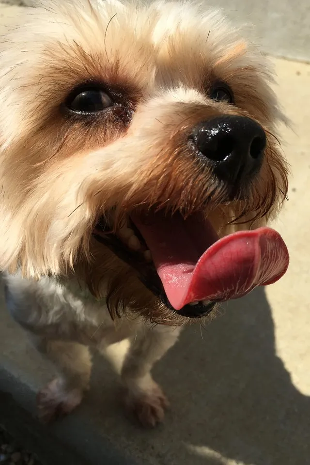 Happy, curious brown and tan dog at Nashville Pet Spa posing for the camera.