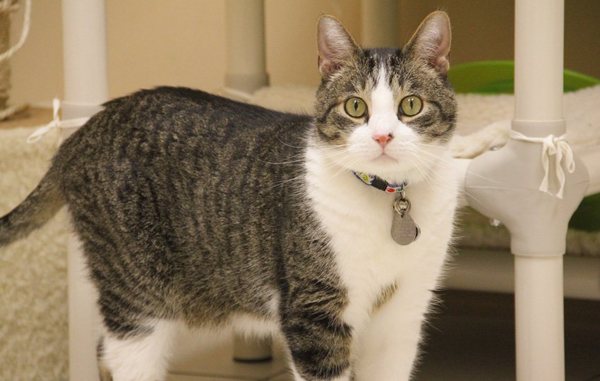 Multi-level cat boarding condo with separate sleeping and litter areas