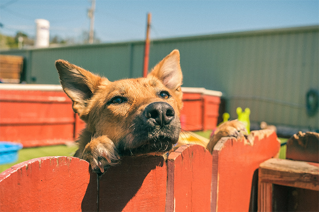 Friendly dog peeking over outdoor play area fence at Nashville Pet Spa. 