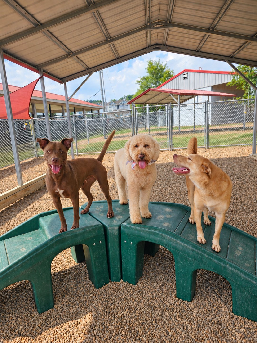 Three happy dogs on covered outdoor play equipment at Pet Resorts of America in West Nashville