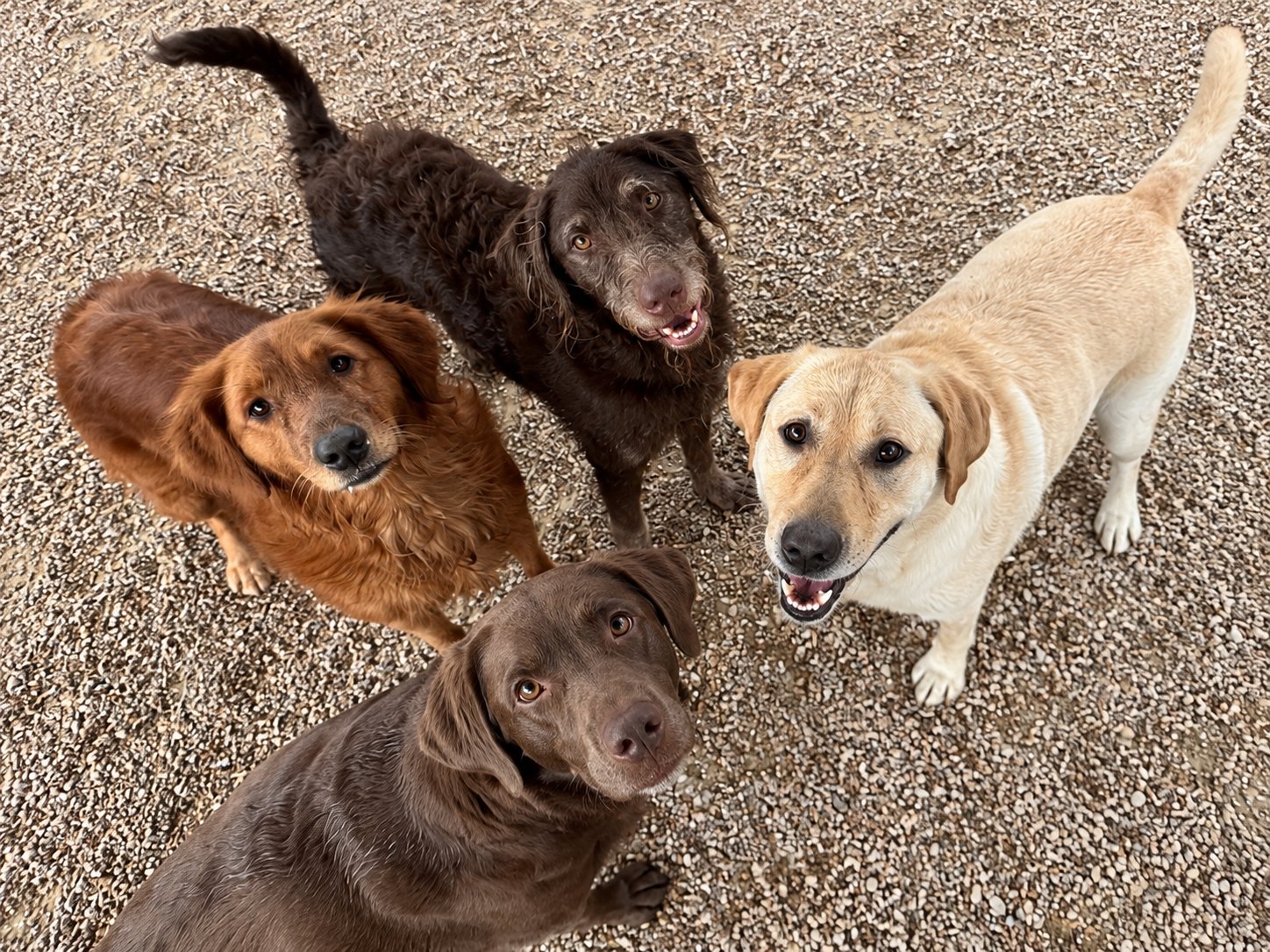 Dogs playing together in supervised daycare at Pet Resorts of America