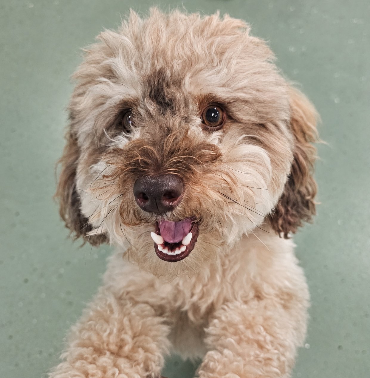 Puppy boarding at Pet Resorts of America
