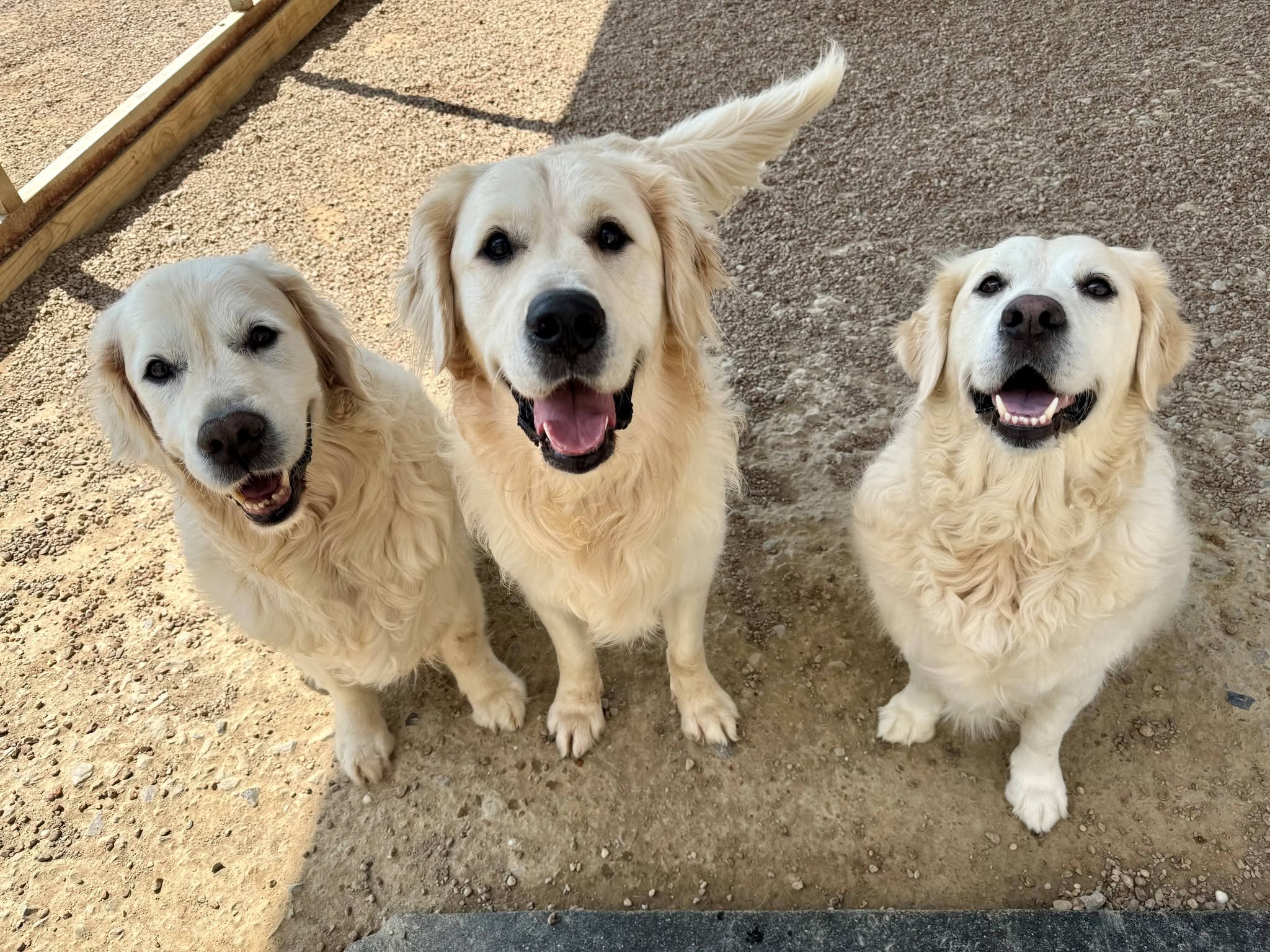 Dogs in supervised group play at Pet Resorts of America camp