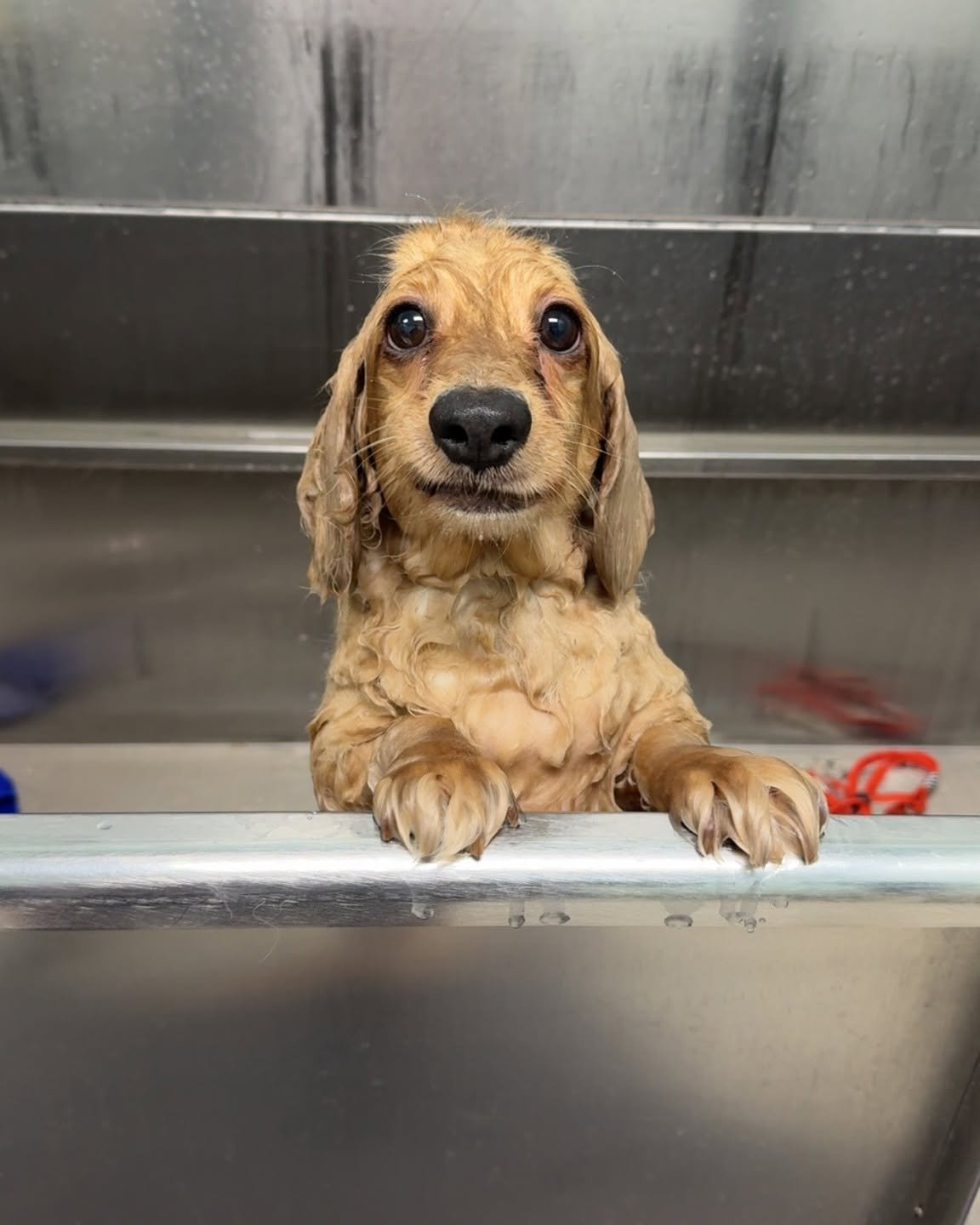 Dog in the HydroSurge bath at Pet Resorts of America