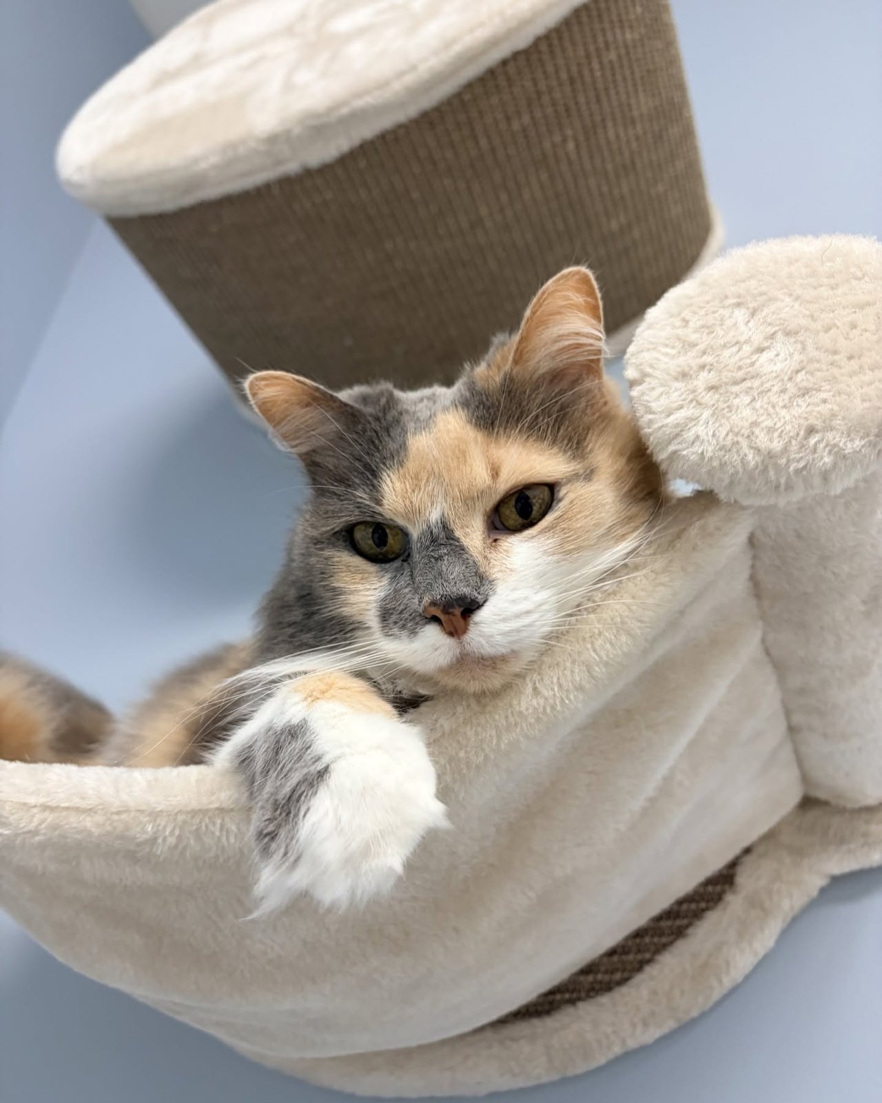 Sound-isolated cat boarding cattery at Pet Resorts of America in West Nashville with multi-level cat condos