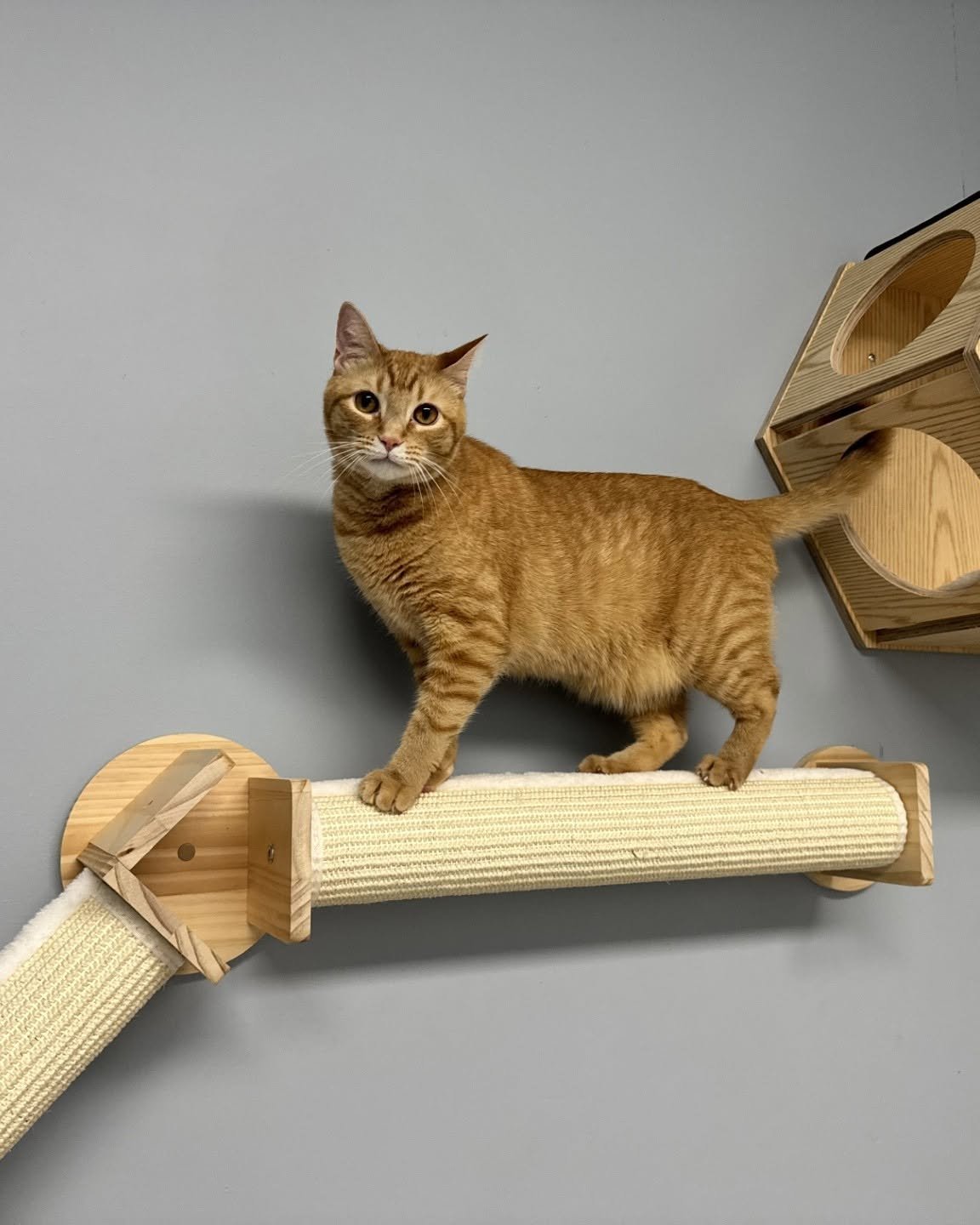 Boarding cat climbing play equipment in the Pet Resorts of America cattery