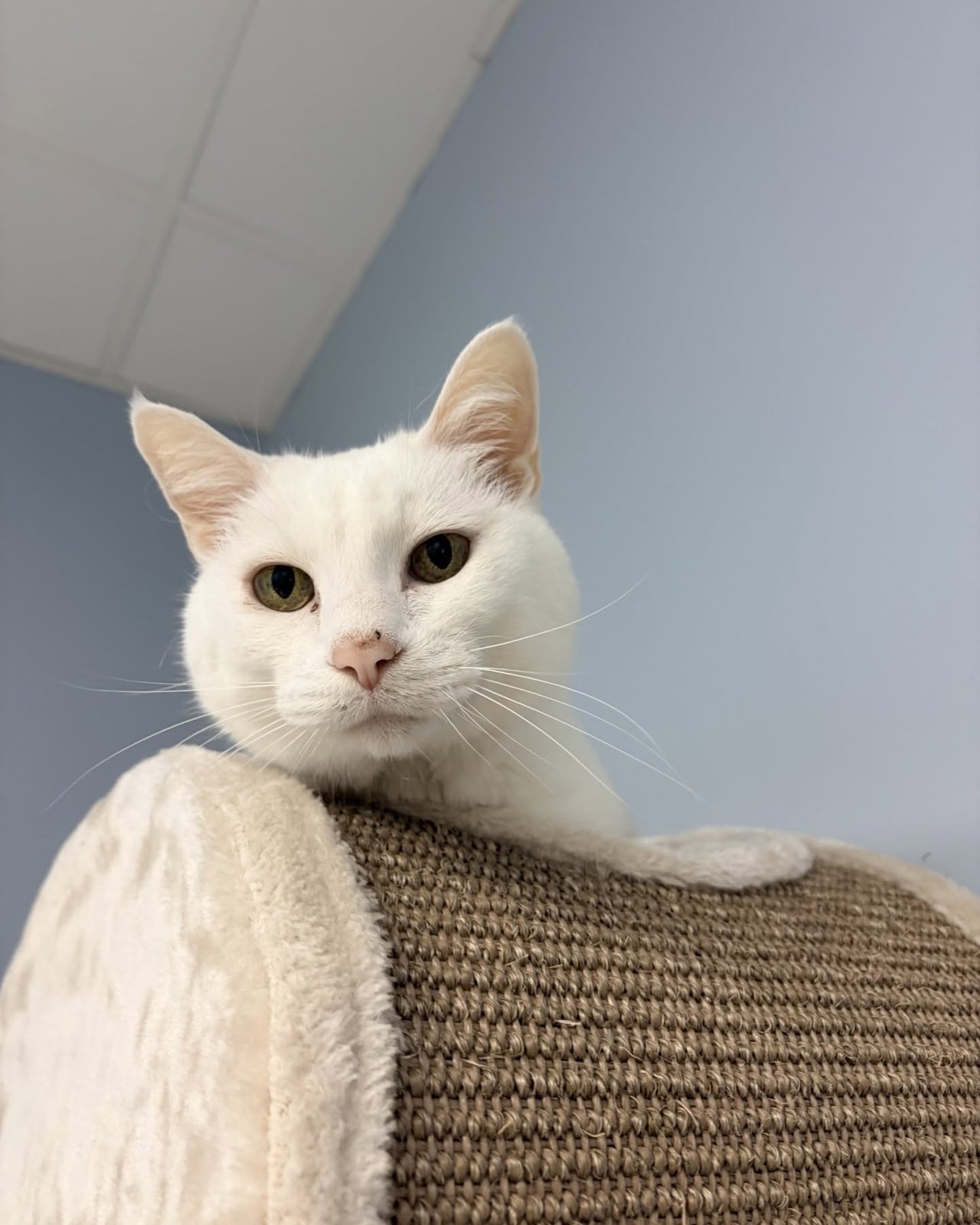 Separate cat-only cattery at Pet Resorts of America