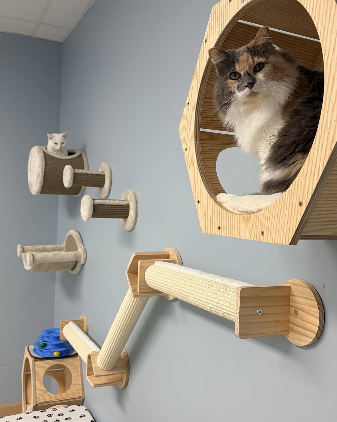 Cat resting on an elevated perch in the cat boarding play area