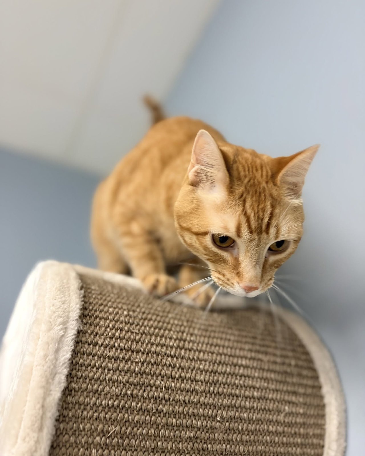 Team member playing with a boarding cat using a wand toy