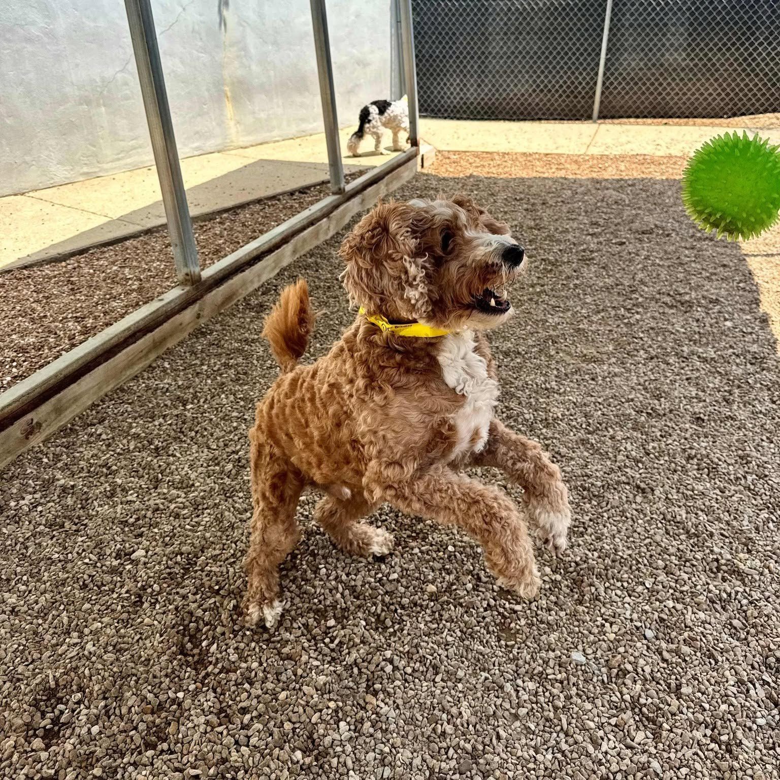Goldendoodle jumping after a ball in the outdoor play area at Pet Resorts of America