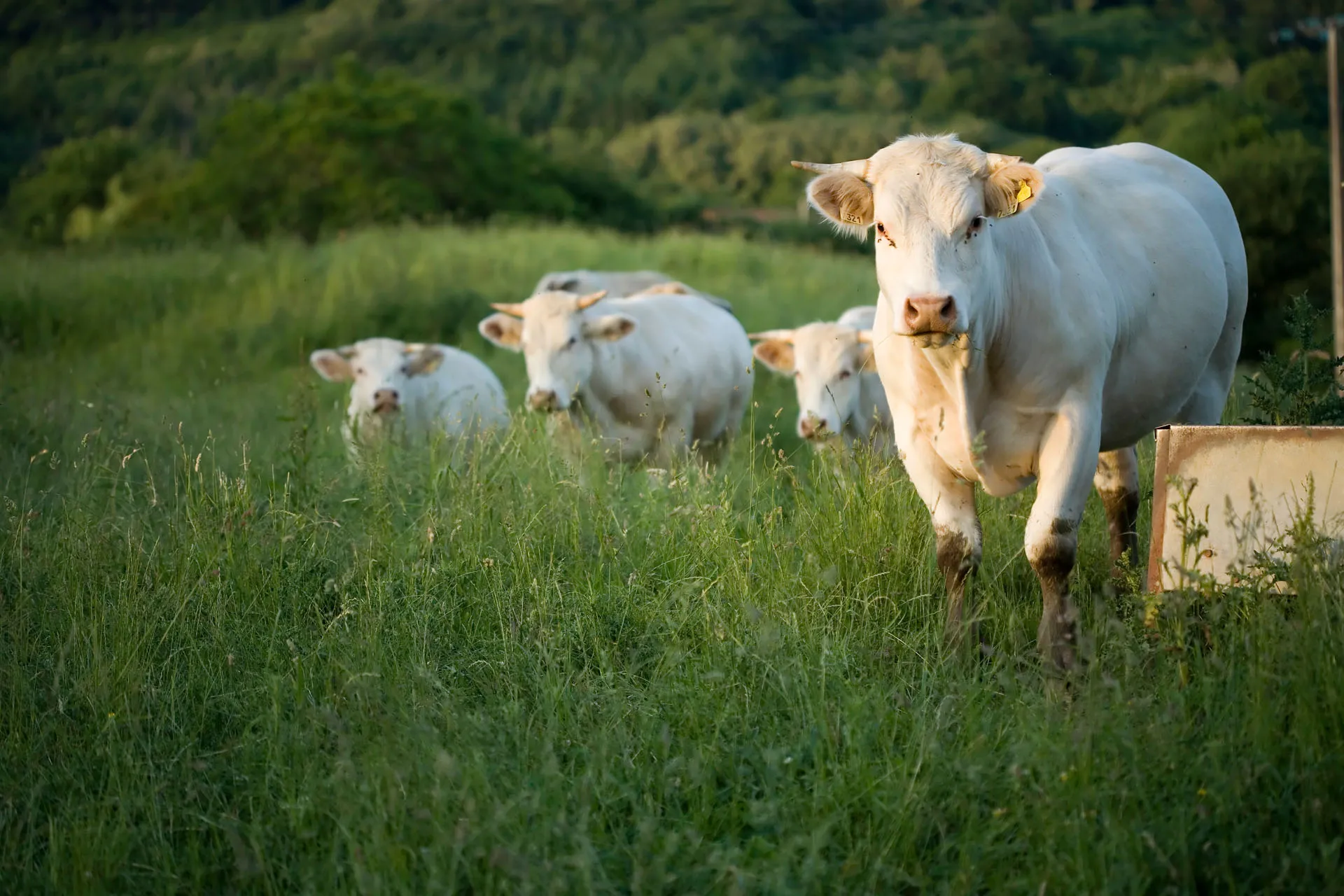 Group of white cows standing and grazing in a green grassy field with trees in the background.