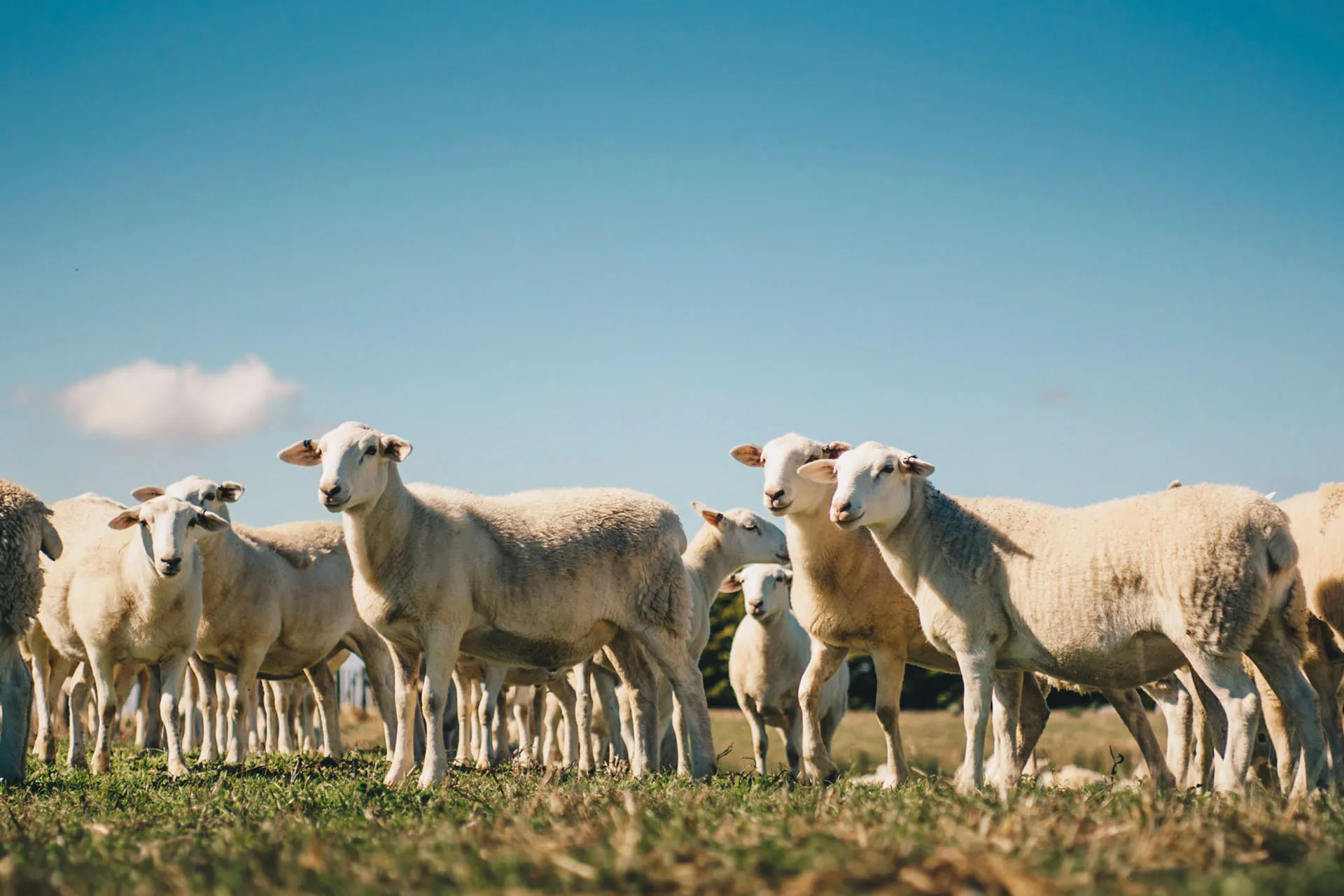 Herd of white sheep standing on grass under a clear blue sky.