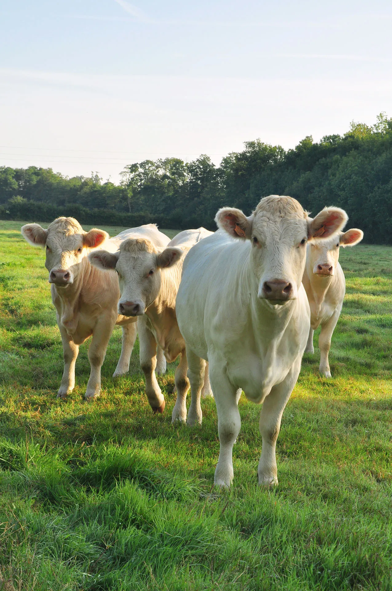 Four white cows standing on green grass in a sunlit field with trees in the background.
