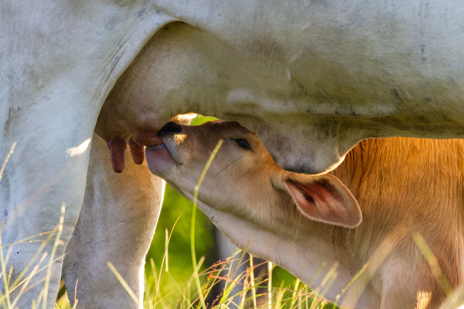 Calf suckling milk from a cow in a grassy field with sunlight.