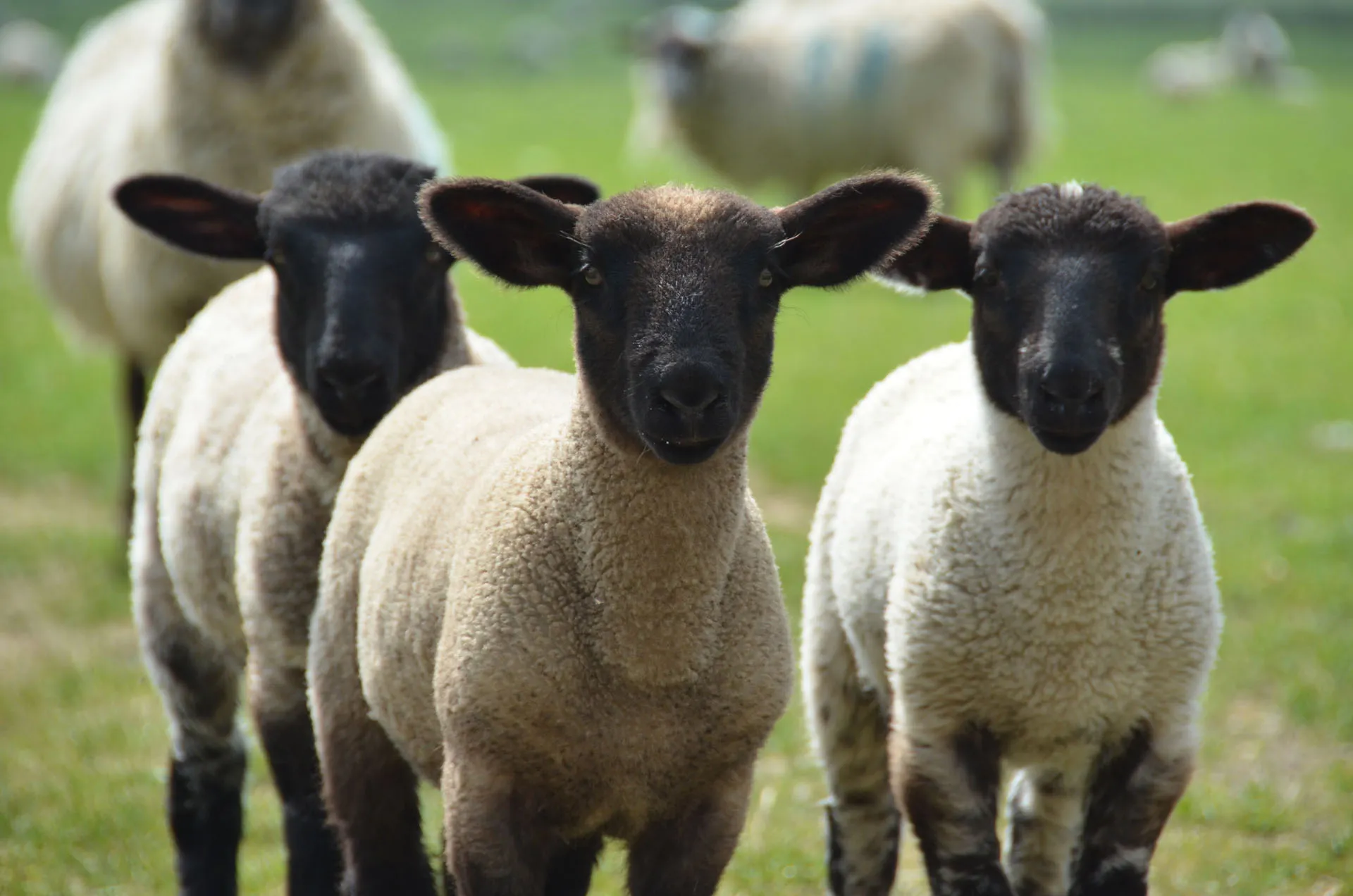 Three young sheep with black faces standing on green grass, looking toward the camera.