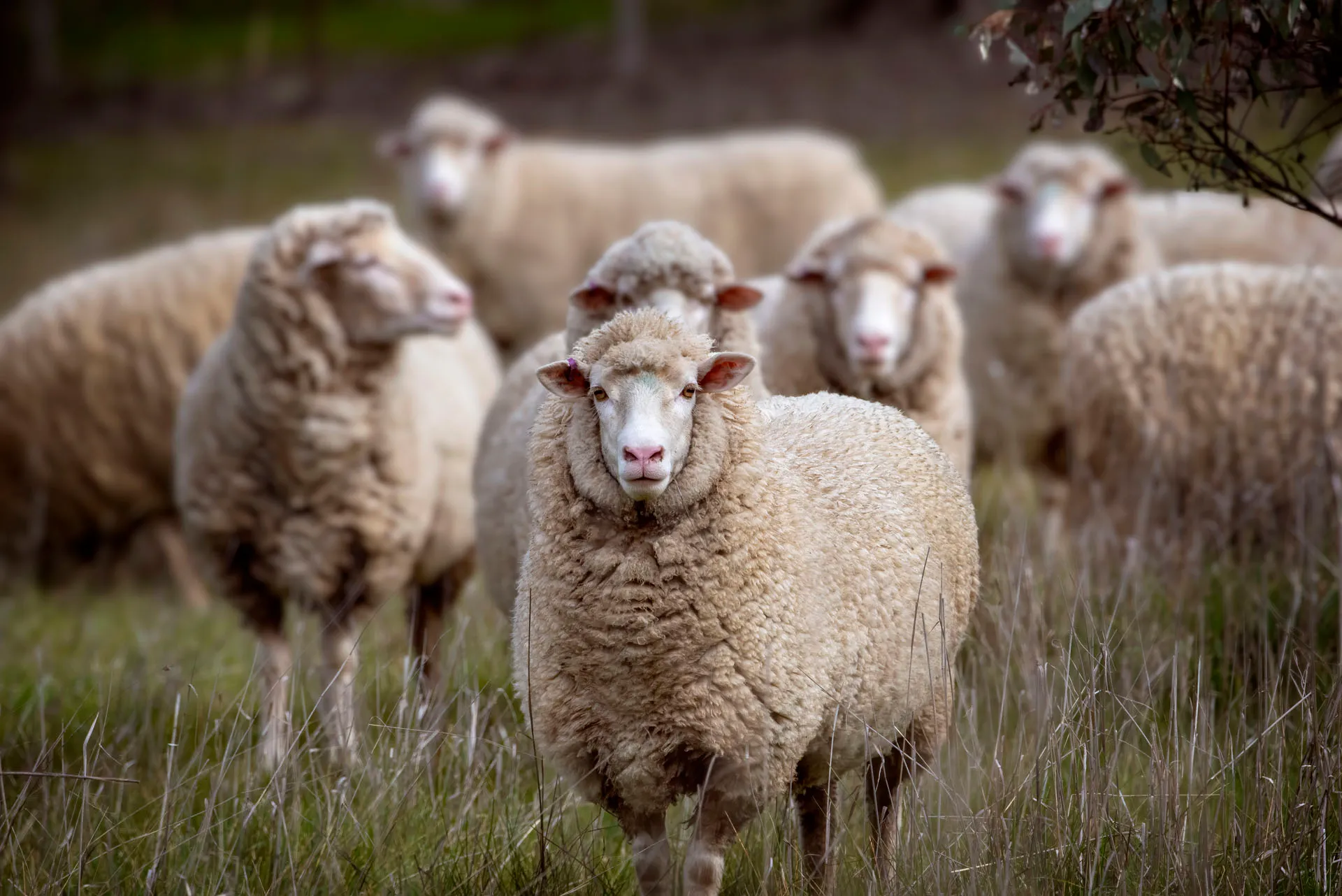 Group of fluffy sheep standing on green grass, with one sheep prominently facing the camera.