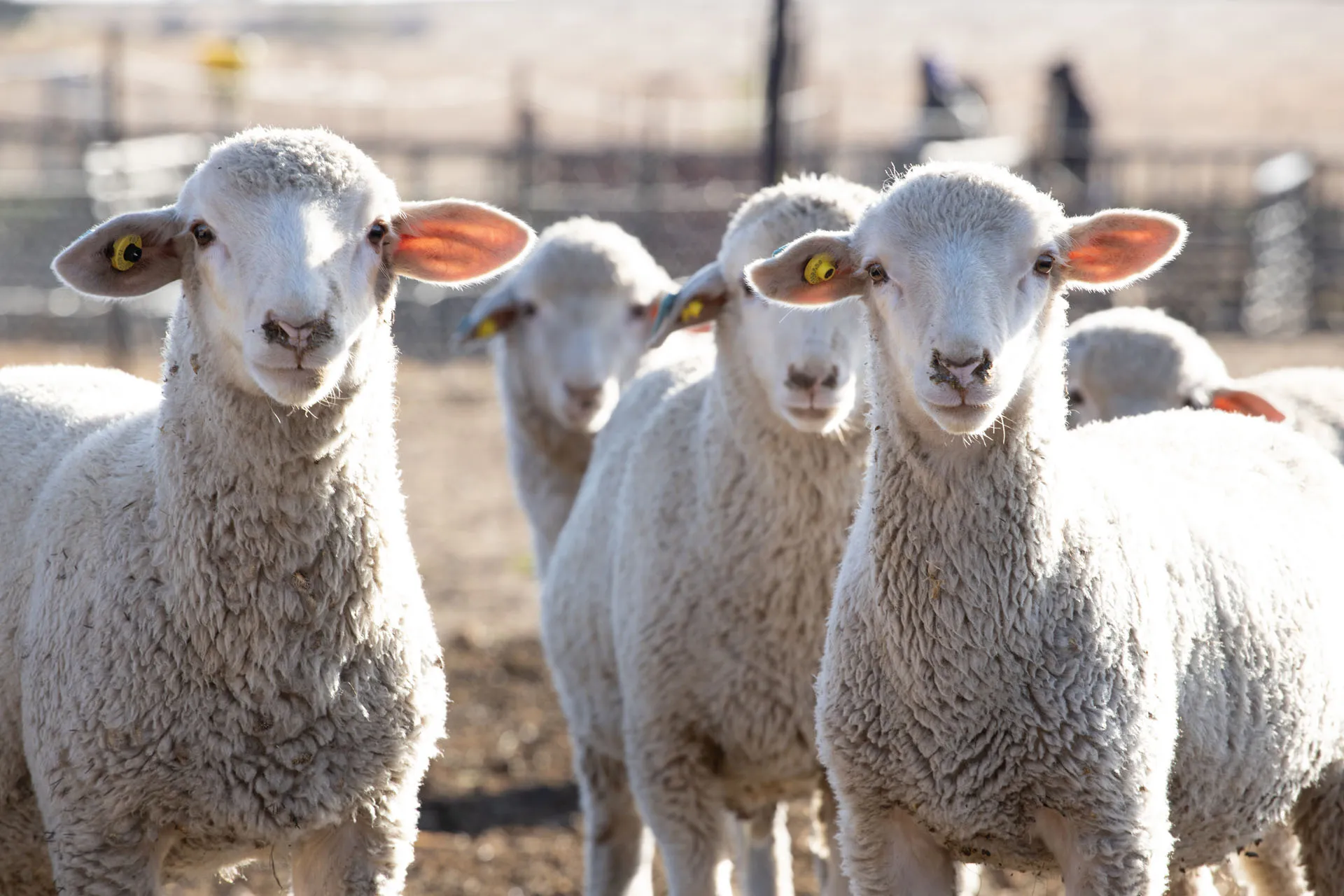 Close-up of a group of white sheep with ear tags standing outdoors in a fenced area.