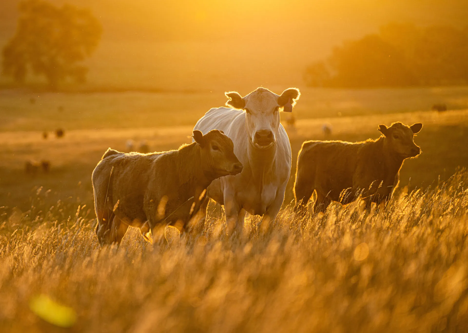 Three cows standing in a sunlit grassy field at golden hour with a blurred background.