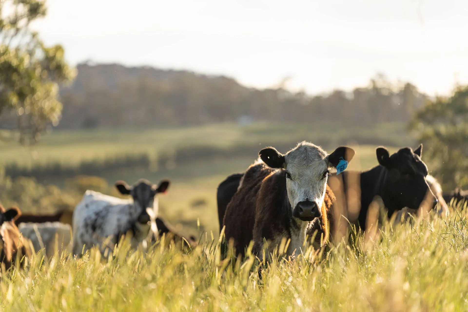 Cattle grazing in a sunlit pasture with green grass and blurred trees in the background.