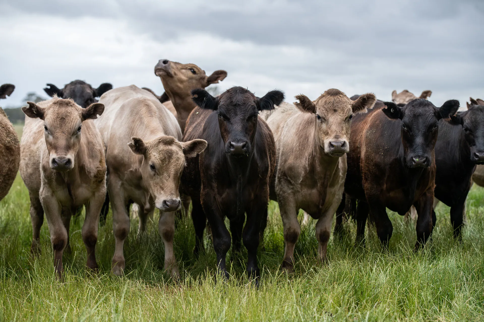 Herd of calves standing closely together in a green grassy field under a cloudy sky.