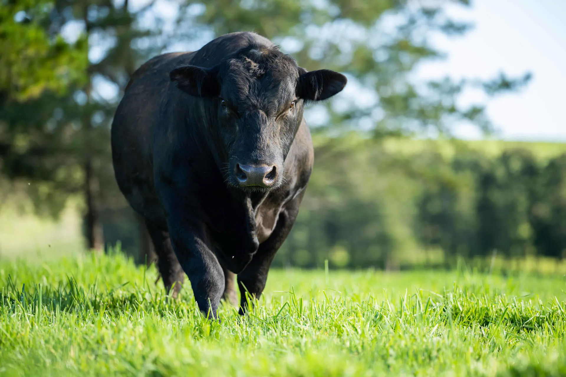 Black Angus bull standing on green grass with blurred trees in the background under blue sky.