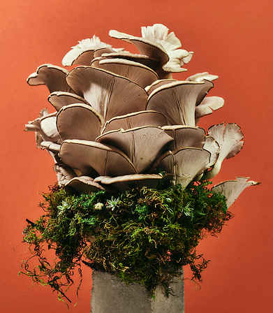 Cluster of oyster mushrooms growing on green moss against an orange background.