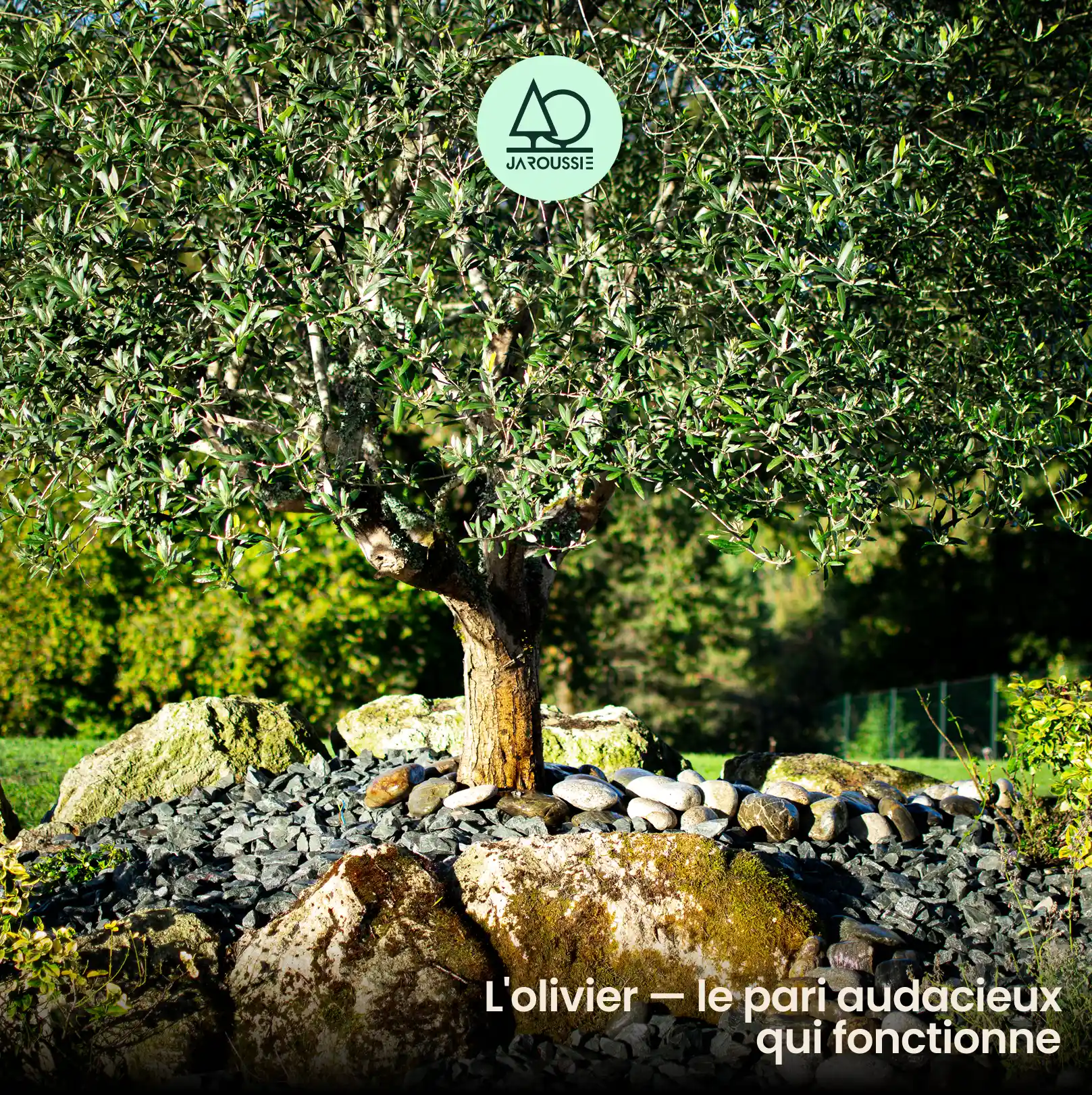 L'olivier — le pari audacieux qui fonctionne